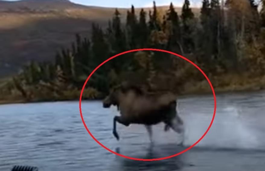 Pamje të pazakonta! Kjo është kafsha e vetme në botë që arrin të ecë mbi ujë me një shpejtesi të çuditshme (Video)