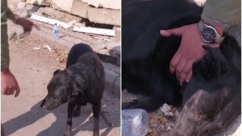 Video emocionuese, qeni po pret pronaren e tij në Hatay që ka mbetur e bllokuar nën rrënoja për pesë ditë