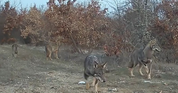 Publikohen pamje nga zonat malore në Kosovë: 7 ujqër në luftë që të ushqehen (Video)